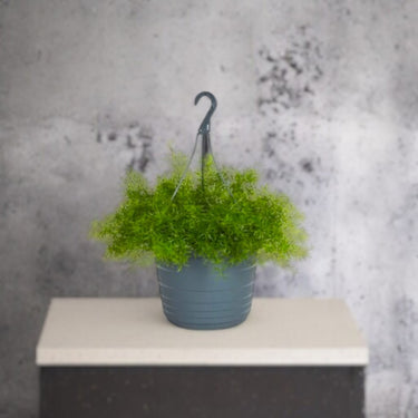 Asparagus Hanging 30-40cm